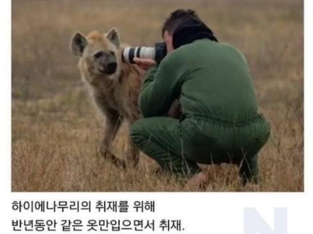 하이에나 우두머리에게 <strong>인정</strong>받은 기자ㄷㄷㄷ