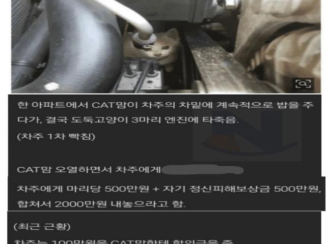 2천만 요구한 캣맘 충격 <strong>근황</strong> ㄷ ㄷ