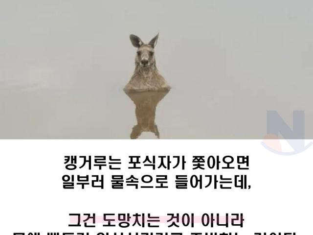 만약 캥거루가 <strong>물</strong> 속에서 있으면 큰일나는 이유...ㄷㄷㄷ