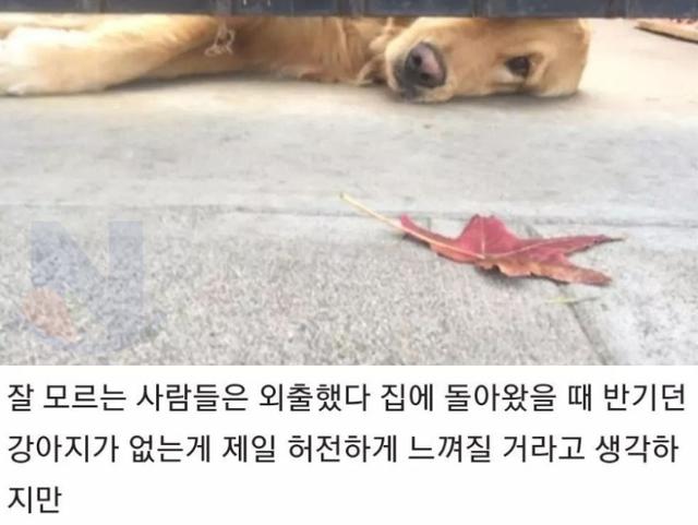 강아지가 무지개 다리를 건너고.. 일상생활하다 문득 울음이 나오는 순간