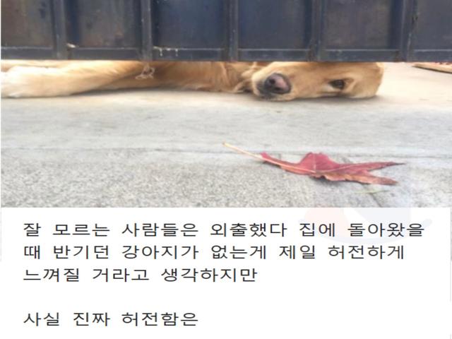 <strong>강아지</strong>가 무지개 다리를 건넌 후 일상생활하다 문득 울음 터지는 순간