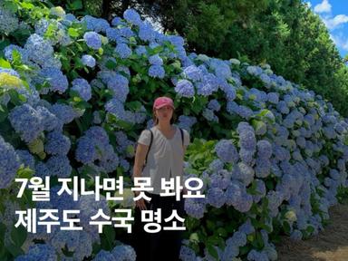 제주도 수국명소 BEST 5보롬왓 종달리 카멜리아힐