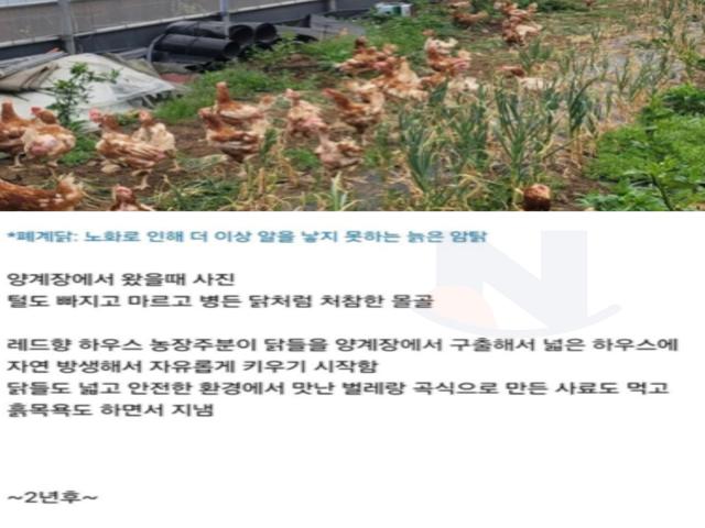 <strong>닭</strong> 사다가 2년 묵힌 결과.JPG