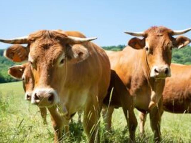 8월 제철 음식, 국내 여행 중 복날 음식 챙겨 먹자!