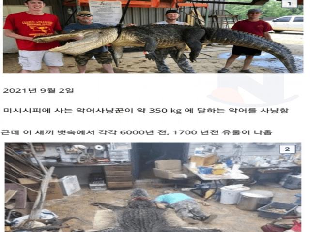 4m짜리 괴물악어 뱃속에서 <strong>발견</strong>된 6,000년된 물건..