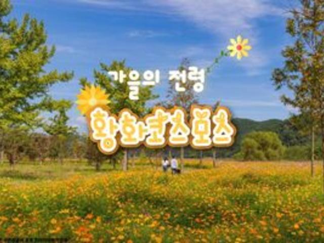 <strong>가을</strong>꽃의 전령사 황화 코스모스, 9월 국내 여행지 <strong>추천</strong>