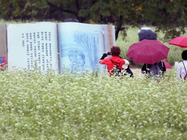 여기 가면 무조건 인생샷! <strong>꽃</strong>+축제 한방에 즐기는 찐 명소