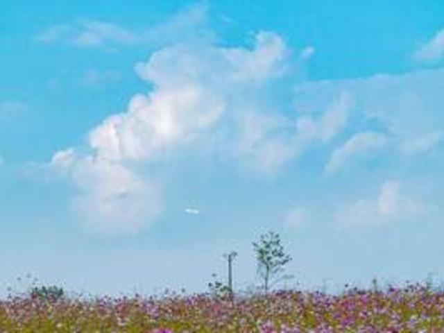 코스모스 보려고 떠나는 9월 여행지 추천 TOP 5