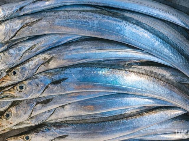 "통통하게 살 올랐다…" 9월에 꼭 먹어야 할 '제철 해산물' 5가지