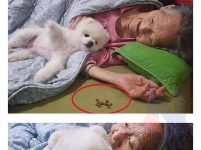 <strong>할머니</strong> 밥 안 드신다고 자기 사료 물고온 강아지