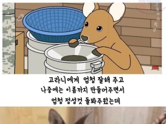 은혜갚은 고라니