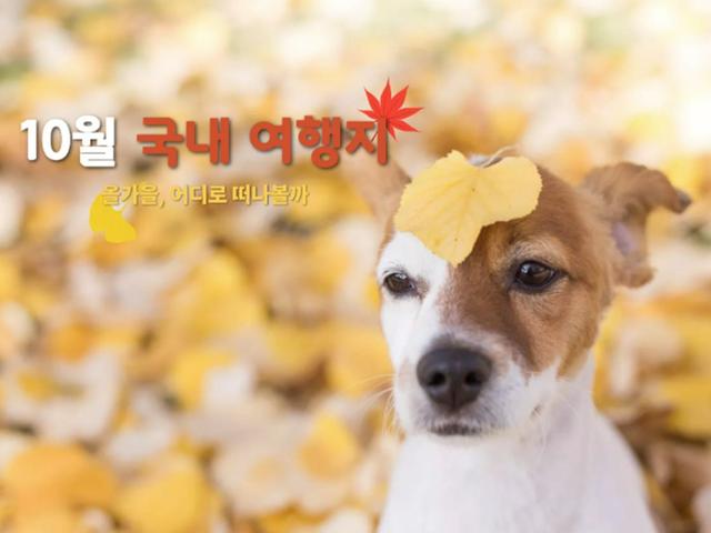 10월 국내 여행지 추천 | 단풍 따라 억새 따라 즐기는 가을 꽃구경