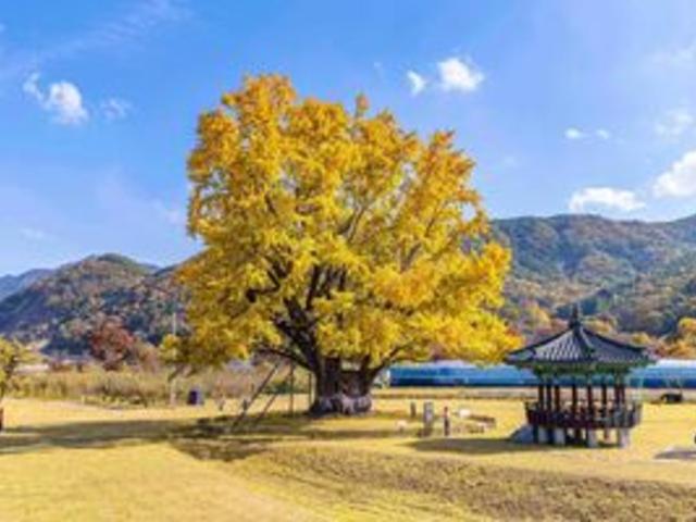 은행나무 명소 베스트 5 천년의 시간을 품은 천연기념물