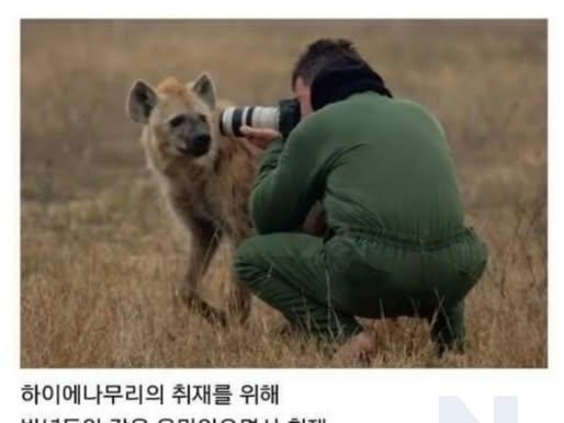 하이에나 우두머리에게 <strong>인정</strong>받은 기자ㄷㄷㄷ