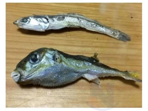말린 멸치 사이에 섞여있는 졸복에는 독이 있을까?