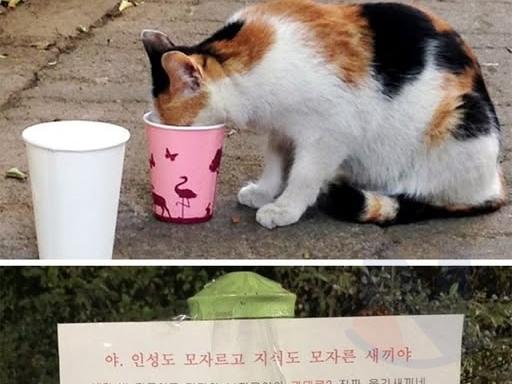 과태료 처분에 눈 돌아버린 <strong>캣맘</strong>의 <strong>경고문</strong>