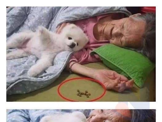<strong>할머니</strong> 밥 안 드신다고 자기 사료 물고온 강아지