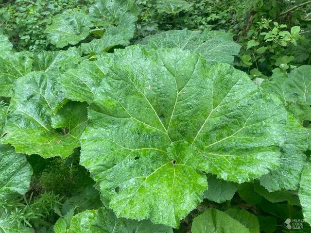 텃밭 비워두지 마세요…10월 씨앗으로 심어야 대박 나는 작물 8가지