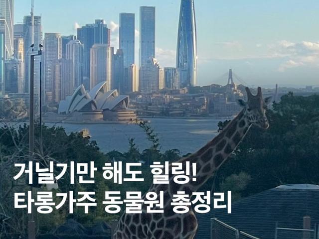 <strong>호주</strong> 시드니 타롱가주 동물원 가는법 페리 입장권 할인 후기 총정리