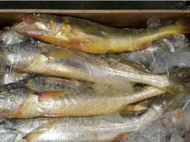 참조기로 말린 굴비는 옛말, 이젠 중국산 부세가 대세