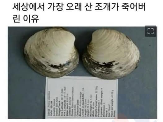 세상에서 가장 오래 산 조개가 죽어버린 이유...