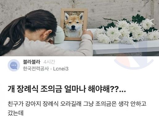 강아지 장레식 <strong>조의금</strong> 액수 논란