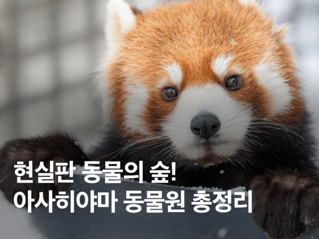 홋카이도 여행 아사히야마 동물원! 가는법, 볼거리, <strong>예약</strong> 총정리