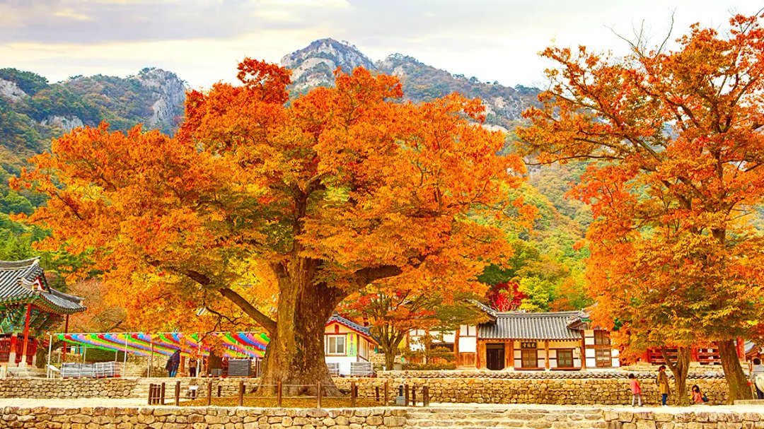 "11월 놓치면 1년 기다려야 한다”… 1,400년 사찰에 물든 붉은 단풍·은행나무 명소