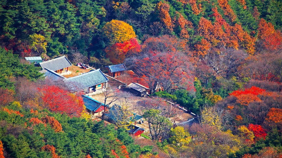국보급 문화유산이 무료!<br>단풍과 사찰의 완벽 조합