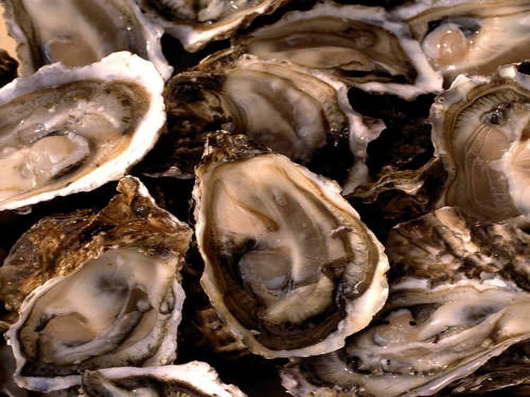 최만순의 약이 되는 K-푸드…겨울 굴, 바다가 알려준 생존법