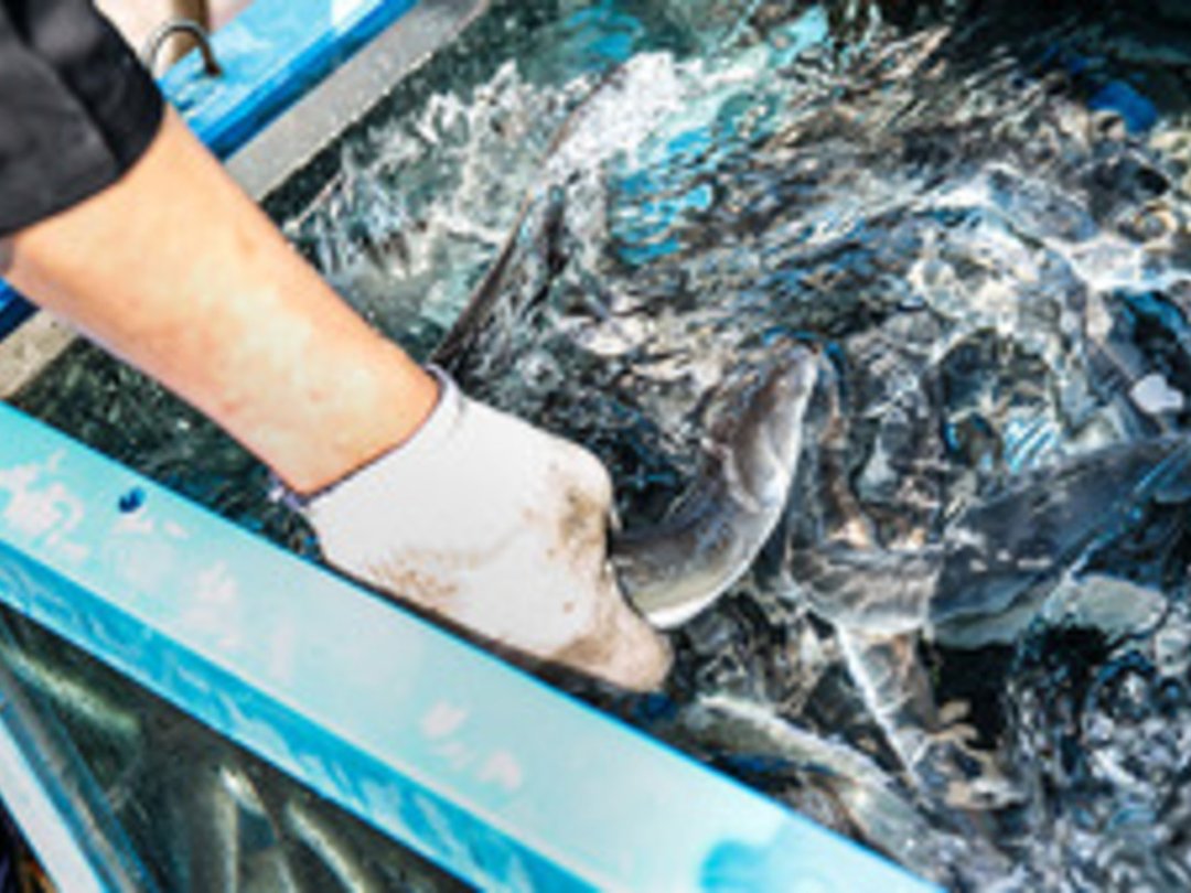 "방어·과메기도 아니었다"…해양수산부가 1월 대표 보양식으로 선정한 의외의 '수산물'