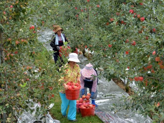 [지구의 역습, 식탁의 배신]통계로 보는 사과 재배지 북상…정선군 확대