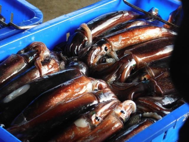 [지구의 역습, 식탁의 배신]더워지는 남한 바다…오징어 안 잡히고, 고등어 더 잡혔다