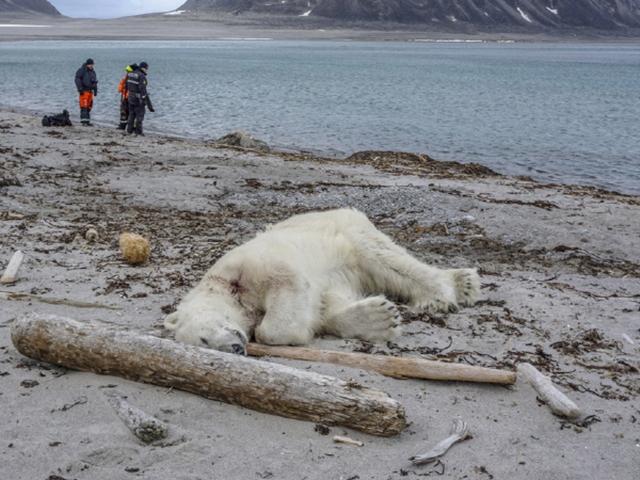 북극곰 죽음이 쏘아올린 '에코투어리즘' 논쟁