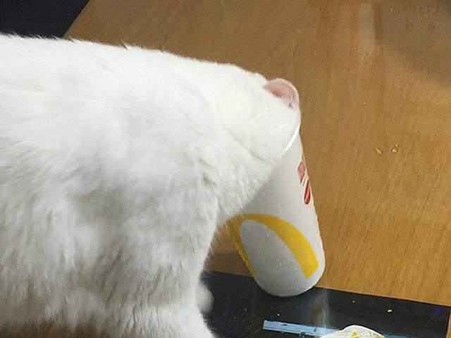 이 고양이가 얼음 먹는 방법