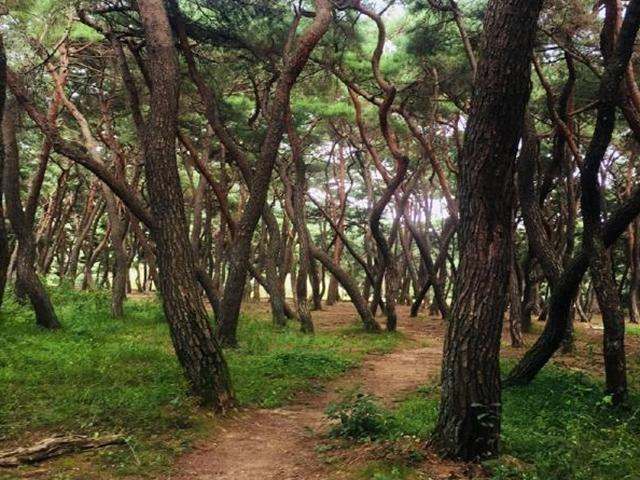 미스터 션샤인 촬영지, `경주 삼릉 숲`을 걷다