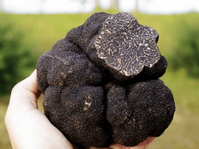 최고의 식재료 송로버섯: 셰프들은 왜 송로버섯에 열광하는가?