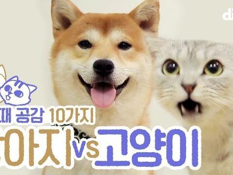 강아지 vs 고양이 키울 때 공감하는 10가지 ｜ ｜ 반려동물 반려견 반려묘 주인 집사