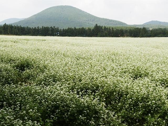 봉평보다 제주…10월 한라산 중턱은 새하얀 메밀꽃