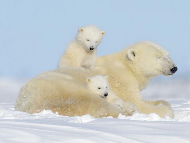 <strong>기후</strong>변화 영향에 섬마을로 밀려드는 북극곰