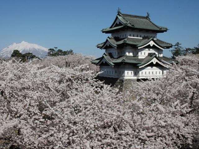기껏 갔는데 아직 안 폈네? ‘일본 벚꽃 여행’ 언제가 적기?