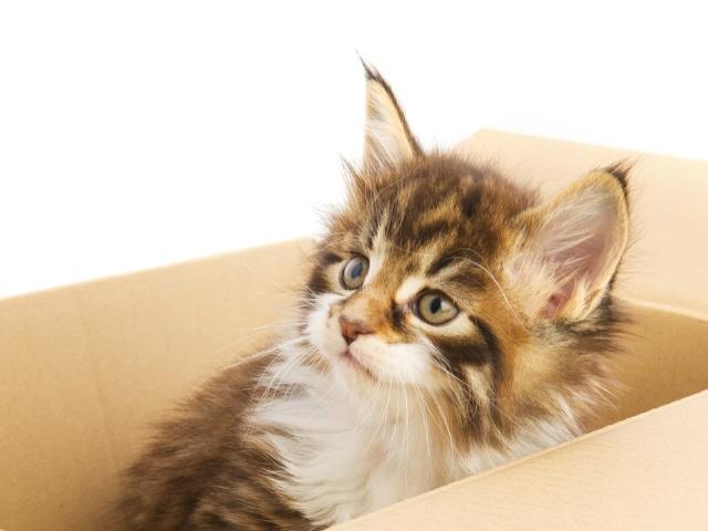 고양이는 왜 상자를 좋아하나