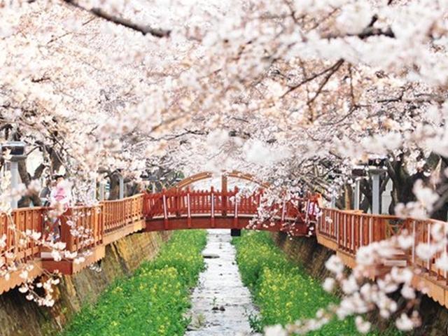[카드뉴스] 벚꽃 여행도 골라서… 나에게 꼭 맞는 벚꽃 명소 6