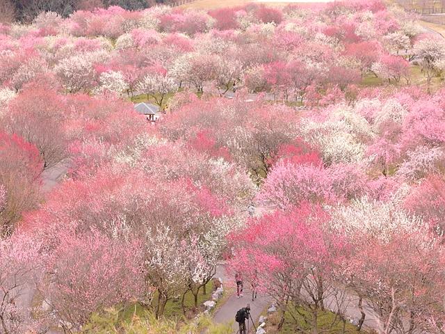 꽃내음 가득한 일본의 유명한 꽃놀이 명소 10
