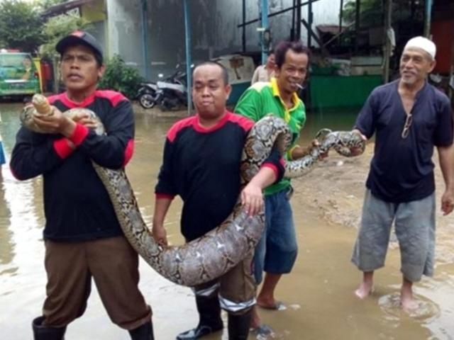 인도네시아 <strong>홍수</strong>로 마을 한복판에 뱀·악어 '득시글'