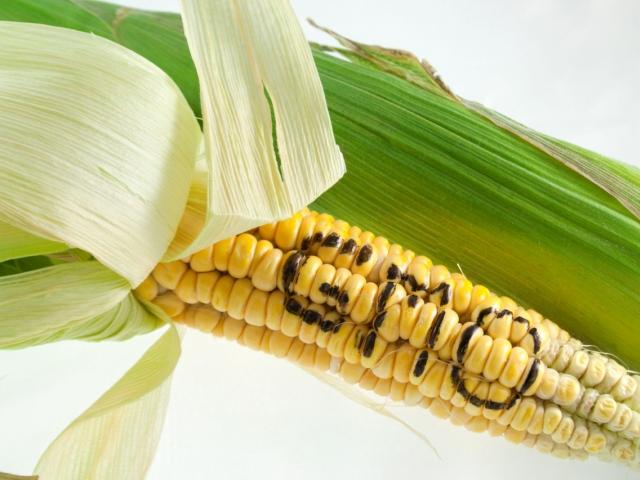 2050년엔 먹기 싫어도 'GMO'가 식탁 대세
