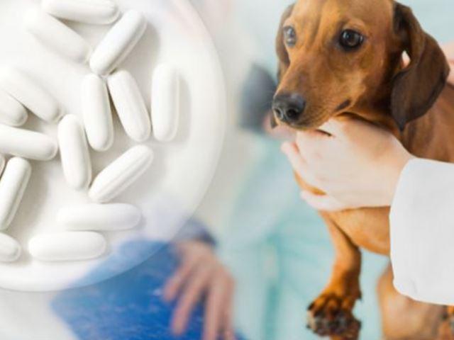 개 구충제로 암을 치료한다?