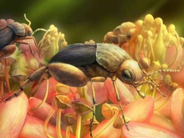 호박(琥珀) 속 곤충서 9천900만년 전 <strong>꽃가루</strong> 매개 확인