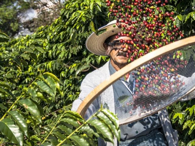 ‘윤리적 소비’ 트렌드로 뜬 <strong>공정</strong>무역...커피 생산에 미치는 영향