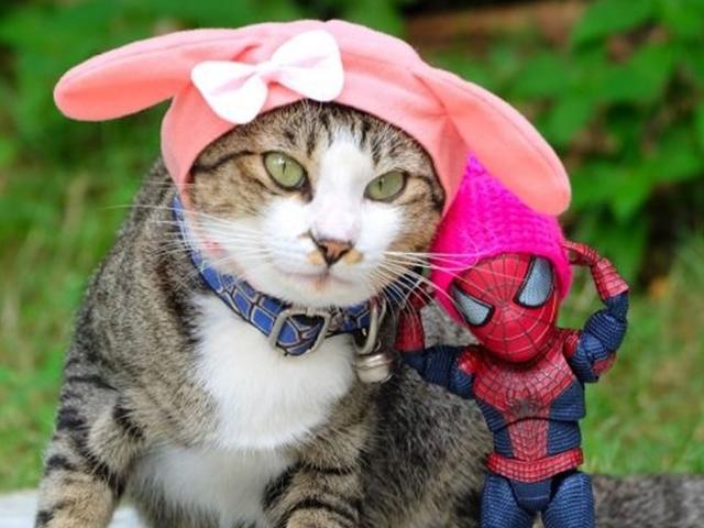고양이와 스파이더맨, 그들의 재미있는 일상